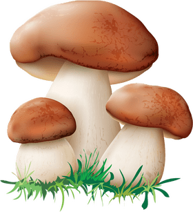 Charming Mushroom Family in the Forest PNG
