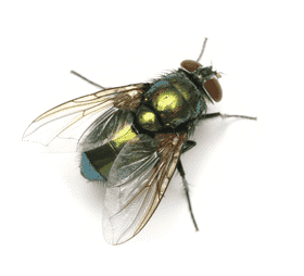 Shimmering Green Insect with Transparent Wings PNG