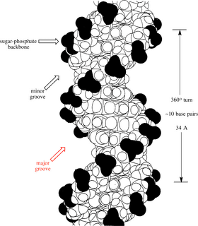 DNA Structure with Major Groove Highlighted PNG