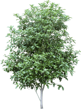 Lush Green Leafy Tree PNG