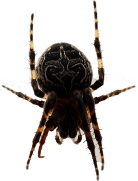 Magnificent Insect Spider with Intricate Patterns PNG