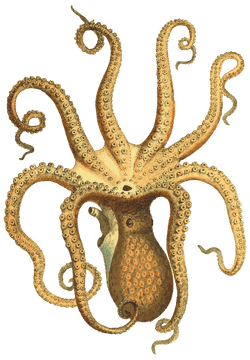 Dancing Octopus Tentacles in Ocean Waves PNG