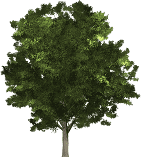 Majestic Green Canopy Tree PNG
