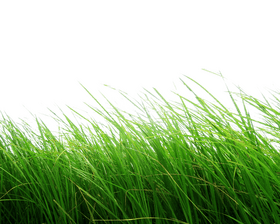 Lush Green Grass Under a Black Sky PNG