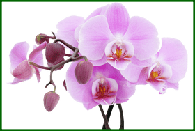 Orchid Elegance Petals of Serenity PNG