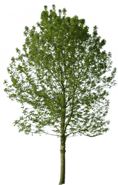 Majestic Green Tree of Life PNG