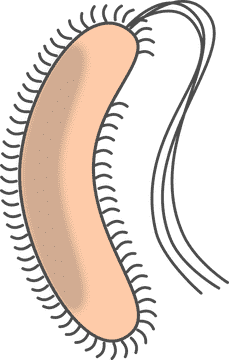 Flexible Bacteria with Curved Shape and Flagella PNG