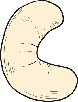 Curved Cashew Nut Delight PNG