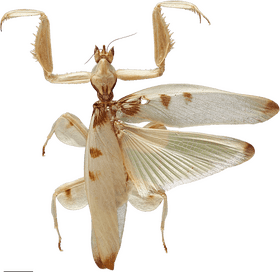 Elegant Insect with Majestic Wings PNG