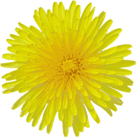 Bright Yellow Flower of Springtime Joy PNG