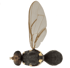 Intriguing Insect with Unique Wing Structure PNG