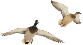 Adventurous Rubber Duck in Flight PNG