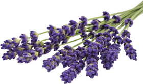 Serenity of the Lavender Field PNG