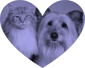 Heartfelt Pet Stuff for Furry Friends PNG