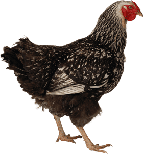 Charming Chicken Coop Companion PNG