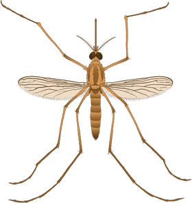 Effective Mosquito Repellent for Outdoor Protection PNG