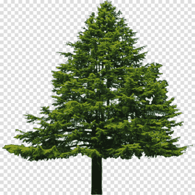 Majestic Pine Cone Tree Silhouette PNG