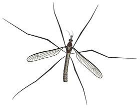 Effective Mosquito Repellent for Peaceful Outdoor Living PNG