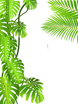Awakening Beauty of the Rainforest Canopy PNG