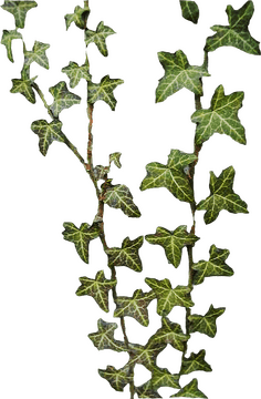 Graceful Vine of Ivy Leaf Treasures PNG