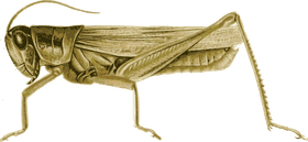 Majestic Insect of the Grasslands The Grasshopper PNG