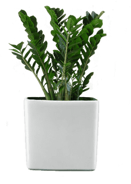 Lush Indoor Plant for Modern Living Spaces PNG