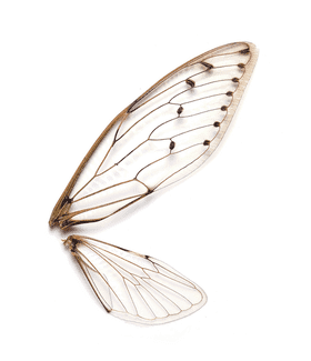 Golden Insect Wing Nature's Artistry Unveiled PNG