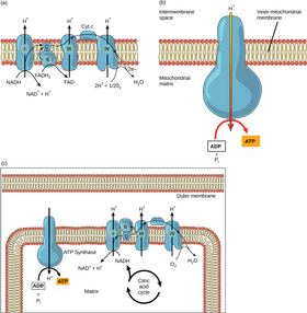 Transport Mechanisms ATP-Driven Molecular Movement PNG