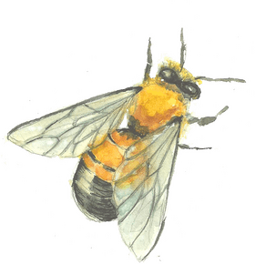 Detailed Insect Study The Bumblebee PNG