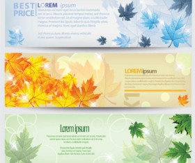 Colorful maple banner set vector