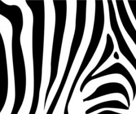 Zebra pattern textured vector