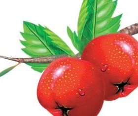 Vivid red Hawthorn vector