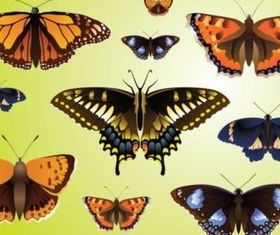 Realistic Butterfly design vectors