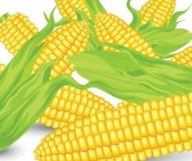 Vivid corn vector