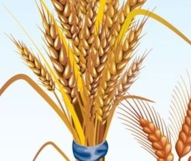 Golden wheat vectors