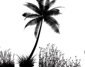 Coconut tree silhouette vector