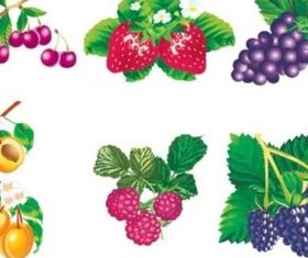 Various Vivid fruit vector