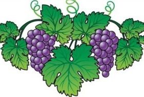 Purple grapes vector