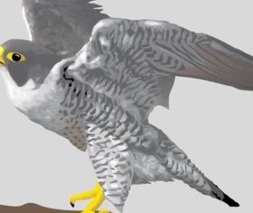 Falcon design set vector