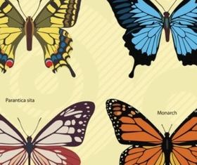 Butterflies Footage vector