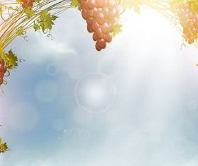 Grapes Backgrounds vector