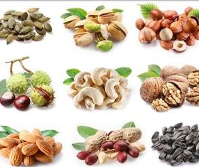 Nuts and Seeds vector