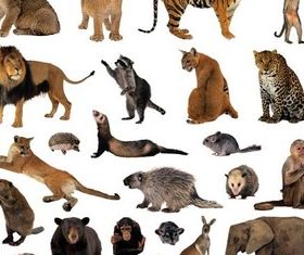 African Animals free vector