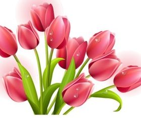 Elegant tulip vectors