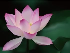 Bright realistic lotus vectors graphic