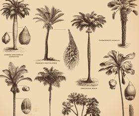 Sea islands palm tree vector material 05 free download