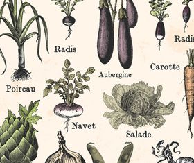 Vegetables 2 shiny vector