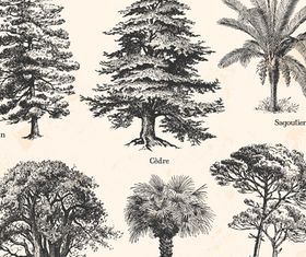 Drawn trees vectors graphics