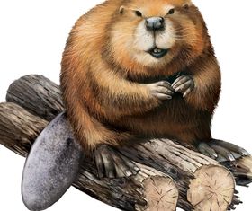 Draw Beaver vector free download