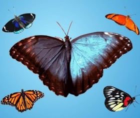 Butterflies Traces vector graphics